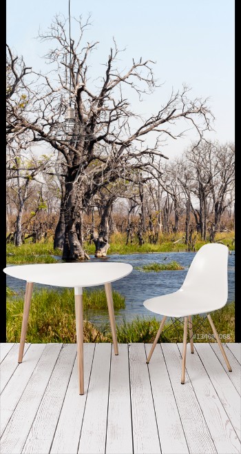 Picture of Moremi game reserve Okavango delta Botswana Africa